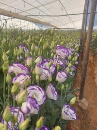 WhatsApp Image 2025-12-17 at 18.17.43 (4)