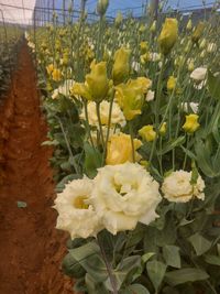 WhatsApp Image 2025-12-17 at 18.17.43 (5)